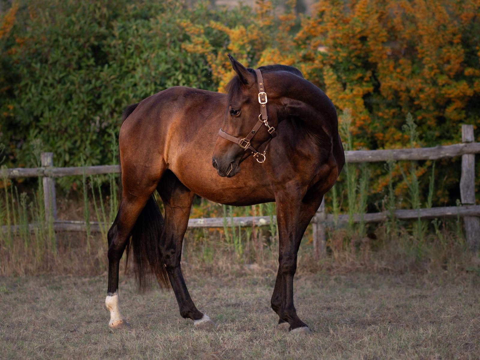 Quercia della Sibilla pony