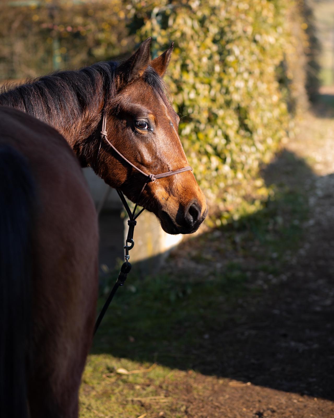 Pony Querida della Sibilla