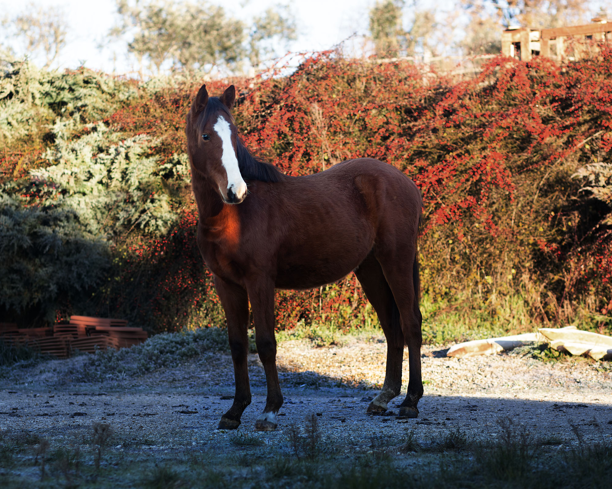 Ramerino della Sibilla
